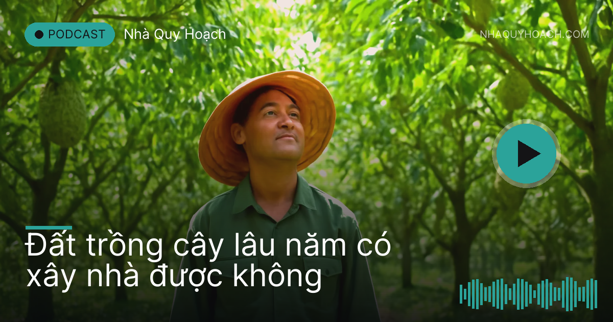 Người đàn ông đứng giữa hàng cây sầu riêng xanh mướt nhìn lên tán lá
